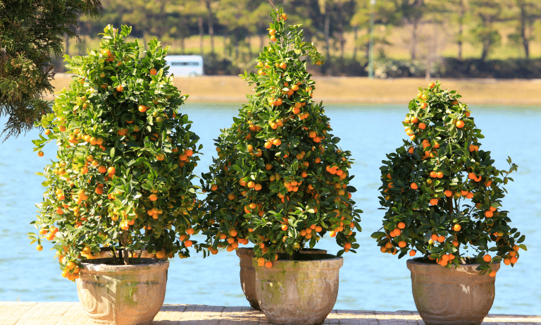 ต้นส้มจี๊ด